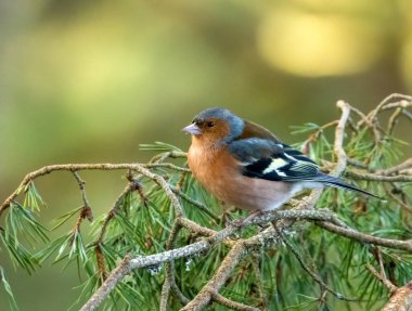 Renkli tüyleri olan bir erkek papatya dalıyla tünemiş. doğal arkaplan