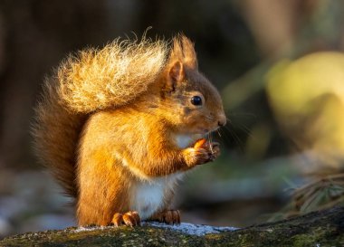 Ormanda fındık yiyen küçük, aç bir İskoç kırmızı sincabına yaklaş.