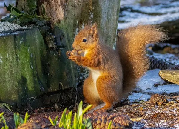 Close Hungry Little Scottish Red Squirrel Eating Nut Woodland — Stock Photo, Image