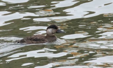 Fırtınalı denizde yüzen İskoç kuşu