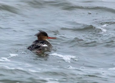 Deniz dalgaları arasında kızıl göğüslü merganser.