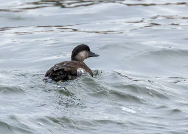 Fırtınalı denizde yüzen İskoç kuşu