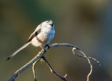 Cute little long tailed tit bird perched on a branch in the forest