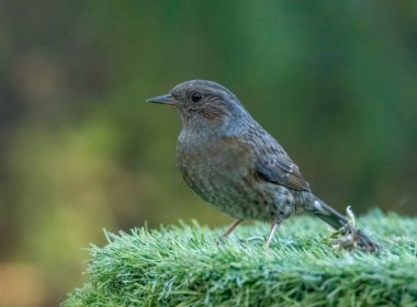 Dunnock adında küçük kahverengi bir kuşa yakın, aynı zamanda çit serçesi olarak da bilinir.