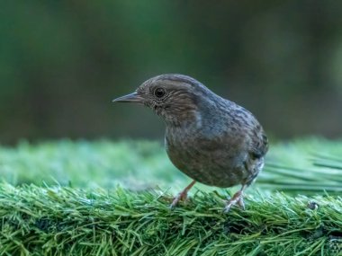 Dunnock adında küçük kahverengi bir kuşa yakın, aynı zamanda çit serçesi olarak da bilinir.