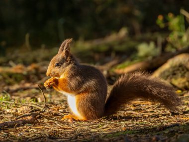 Aç küçük bir İskoç kırmızı sincabının fındık yemesi.