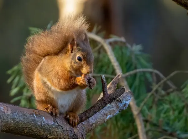 Close Hungry Little Scottish Red Squirrel Eating Nut — Stock Photo, Image