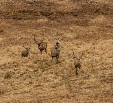 İskoçya dağlarında tepeden inen kızıl geyik sürüsü.