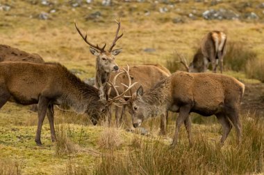 Geyik boynuzları çarpışırken geyik boynuzlarına yakın dur. 