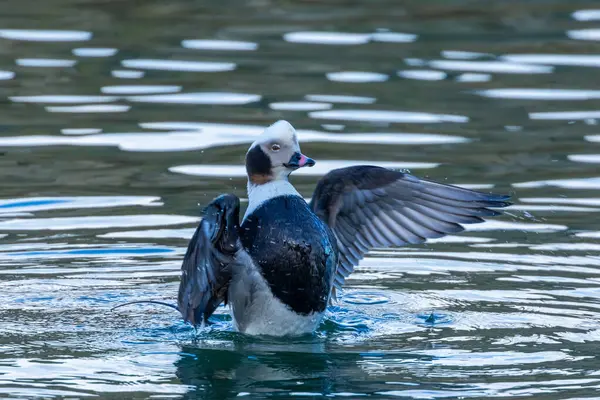 Uzun Kuyruklu Erkek Ördek Kanatlarını Denizde Çırpıyor — Stok fotoğraf