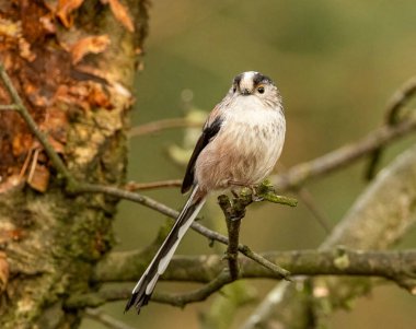 Very cute little woodland long tailed tit perched on a branch 