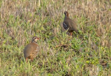 Yeşil alanda kırmızı bacaklı keklikler