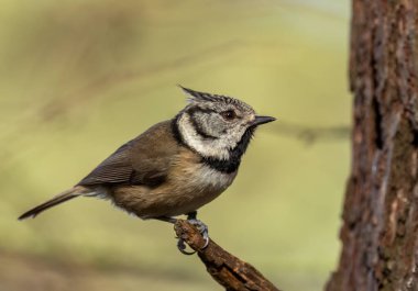 Rare scottish highlands bird, the crested tit, in the forest