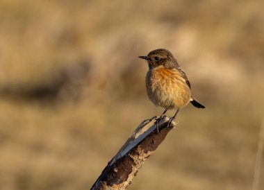 Dala tünemiş bir erkek taş. doğal arkaplan