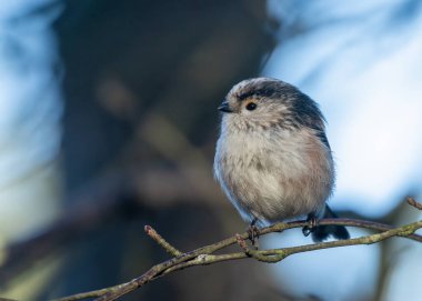 Cute little long tailed tit bird perched on a branch in the forest