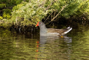 Moorhen su kuşu, parlak güneş ışığıyla gölette yüzüyor. 