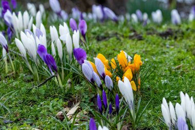 Çimlerin üzerinde parlak renkli bahar timsahları