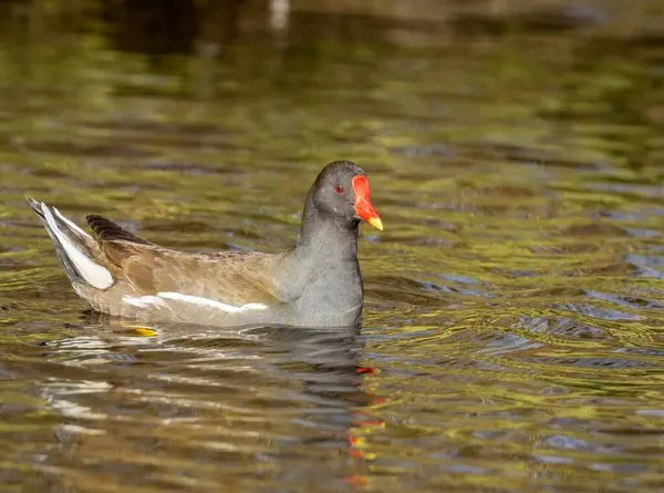 Pássaro Aves Aquáticas Moorhen Nadando Lagoa Com Luz Solar Brilhante — Fotografia de Stock