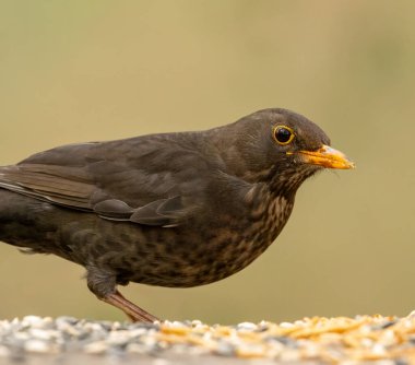 Doğal bir geçmişi olan dişi bir karatavuğa yaklaş.