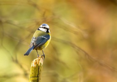 Cute little blue tit bird perched on a branch in the woodland