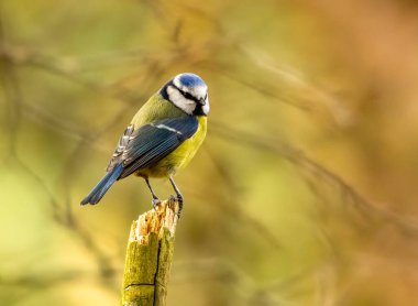 Cute little blue tit bird perched on a branch in the woodland
