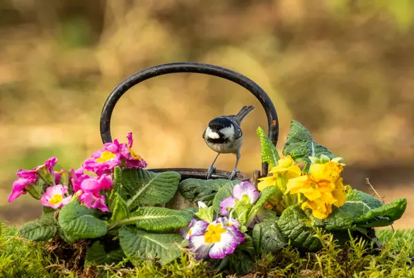 Coal Tit Perched Edge Antique Teapot Surrounded Colourful Primroses Royalty Free Stock Images