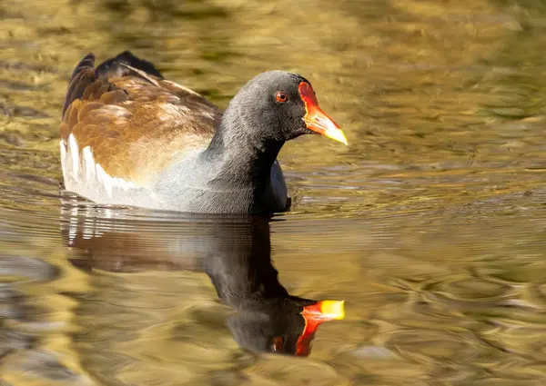 Moorhen Water Fowl Bird Pond Stock Picture