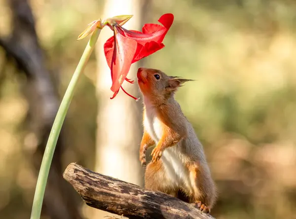 Περίεργος Σκίουρος Που Μυρίζει Κόκκινο Λουλούδι Αμαρυλλίδας Λιονταριού Royalty Free Εικόνες Αρχείου