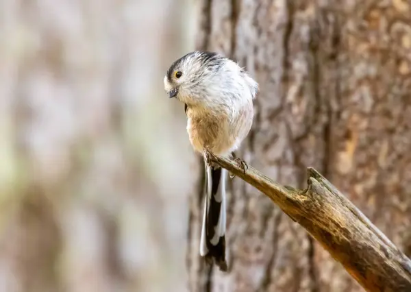 Cute Little Long Tailed Tit Perched Branch Tree Stockbild