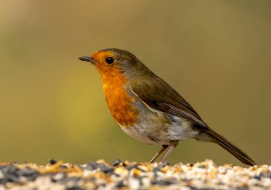 Robin kırmızı göğüs tohumu ile bir masada