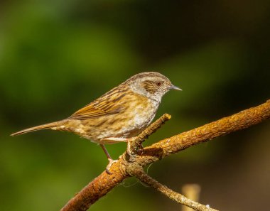 Bir Dunnock 'un yakınında, çit serçesi, bir dala tünemiş. 