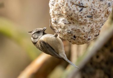 Crested tit bird eating suet in the woodland