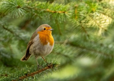 Robin Kırmızı Göğüs Kuşu ormanlık alanda bir dala tünedi. 