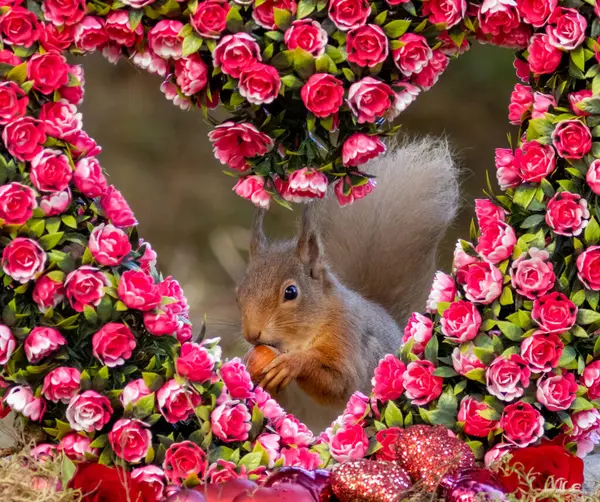 Ρομαντικό Σκηνικό Ένα Σκωτσέζο Κόκκινο Σκίουρο Μια Καρδιά Αγάπης Στεφάνι Royalty Free Εικόνες Αρχείου