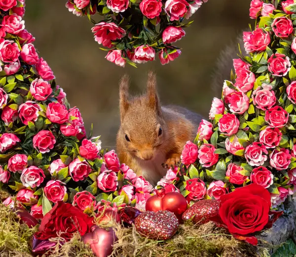 Romantisk Scen Med Skotsk Röd Ekorre Kärlekskrans Rosor Stockfoto