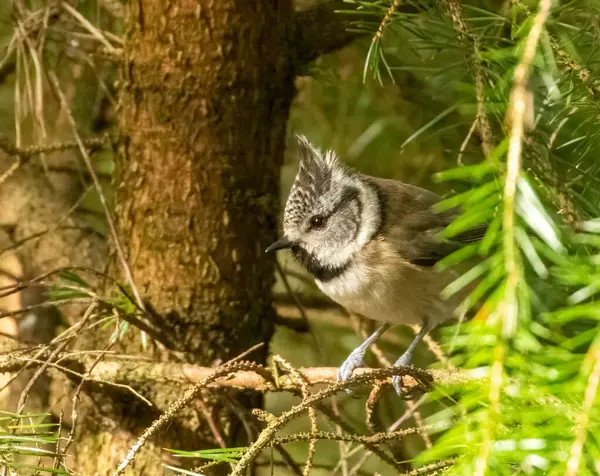 Rare Scottish Highlands Bird Crested Tit Perched Branch Woodland Εικόνα Αρχείου
