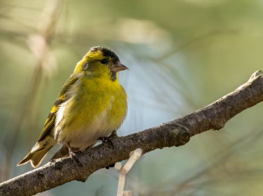 Bir dala tünemiş erkek bir siskin kuşuna yaklaş 