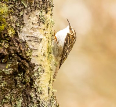 Ağaç gövdesinde doğal bir geçmişi olan küçük bir kuş. 