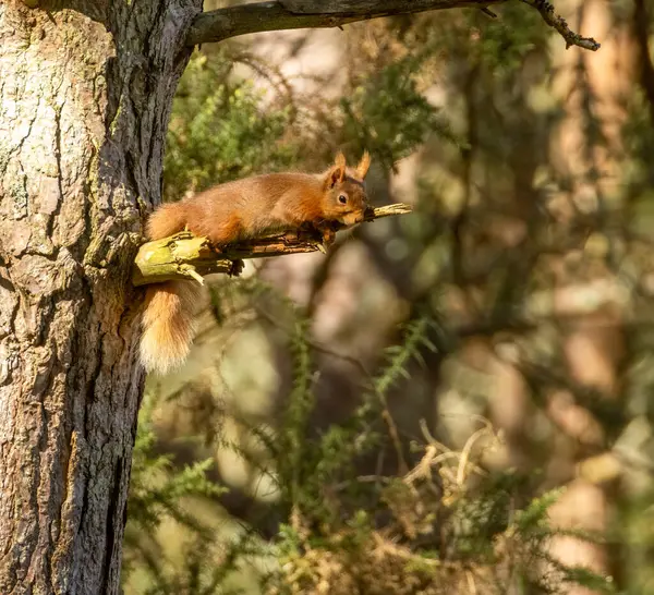 Scottish red squirrel resting on a tree branch