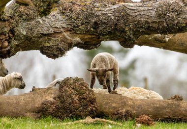 Tarlada sevimli küçük kuzular