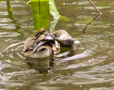 Gölette dişi mandalina ördeği 