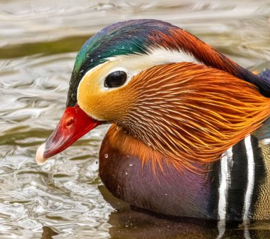 Gölette parlak tüyleri olan erkek mandalina ördeği