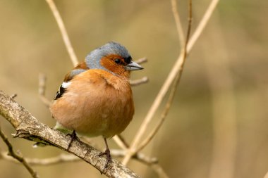 Bir dala tünemiş bir erkek karides kuşuna yaklaş
