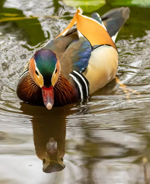 Male Mandarin Duck Bright Plumage Feathers Pond Royalty Free Stock Photos