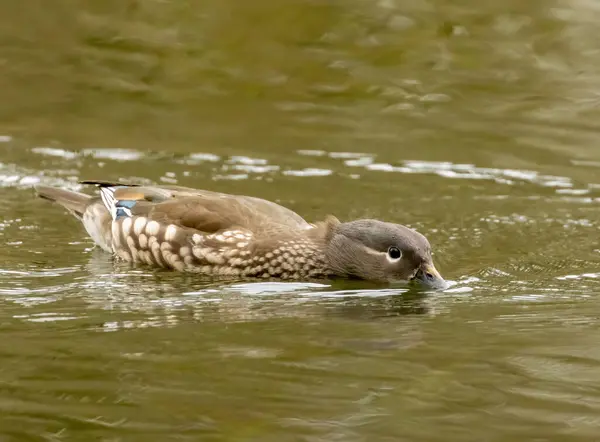 Female Mandarin Duck Pond Stock Image