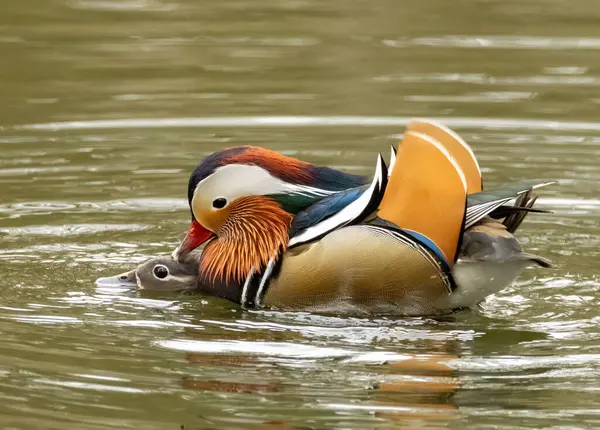 Male Female Mandarin Ducks Mating Royalty Free Stock Photos