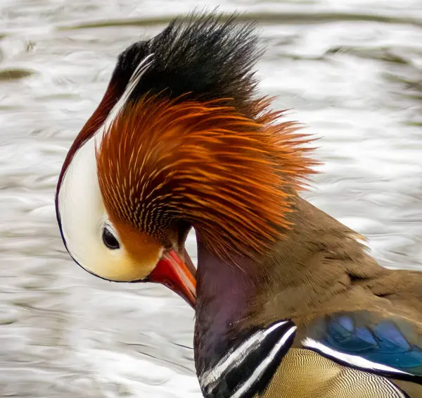 Male Mandarin Duck Bright Plumage Feathers Pond Stock Picture
