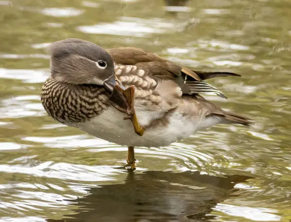Female Mandarin Duck Pond Stock Photo