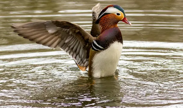 Male Mandarin Duck Flapping His Wings Water Royalty Free Stock Images