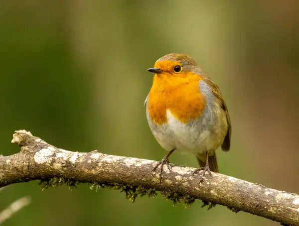 Close Robin Redbreast Bird Perched Branch Stock Picture